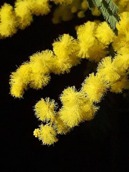 Mimosa Matrigna Meraviglioso Fiore Primaverile — Foto Stock