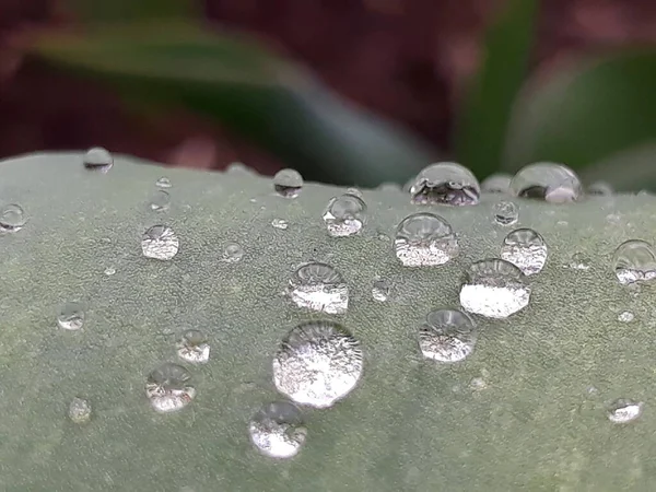 Water Drops Leaves Tulip — Stock Photo, Image