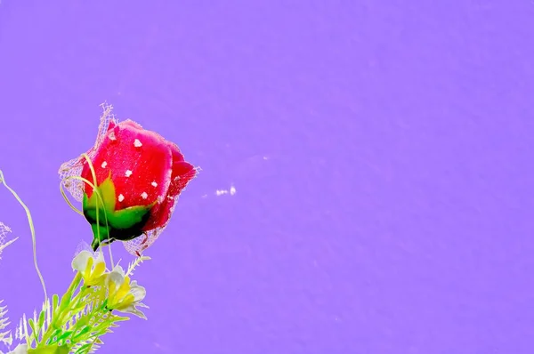 Rosa Vermelha Para Amantes Amados — Fotografia de Stock