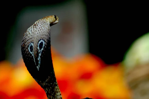 Cobra Slang Close — Stockfoto