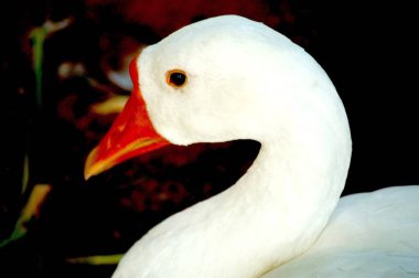 Gölde yüzen kuğu.