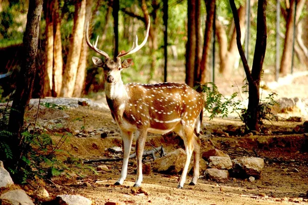 Deer Stare Forest — Stock Photo, Image