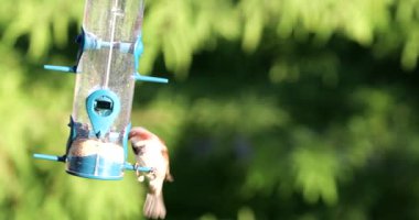 Kuş Bir Besleyicide Kapanıyor