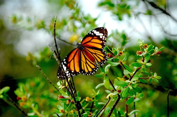 Mariposa Jardín — Foto de Stock