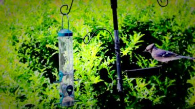 Blue Jay Bahçedeki Besleyicide Yemek Ziyareti