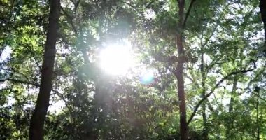 Derin Orman Ağaçları ve Gökyüzü