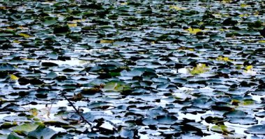 Ormanın derinliklerindeki Lotus Gölü