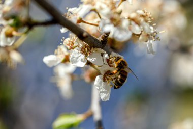 Çiçek açan kiraz. Bir arı çiçekleri döller. Güzel bir bahar günü.