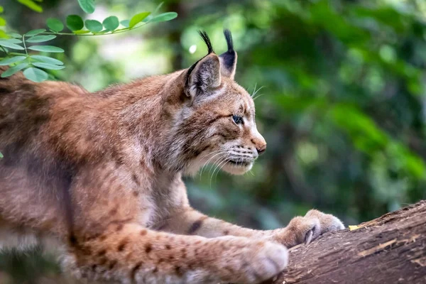 Lynx Ready Jump Wildlife Nature Animal Behavior Habitats Wild Cat — Stock Photo, Image