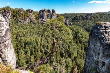 Bastei, kayaların arasında bir vadide büyüyen bir ağaç. Bastei, Sakson İsviçre Ulusal Parkı Dresden, Almanya