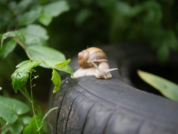 Grape Snail Creeps Snail Looking Snail Horns Snail Crawls Tire — Stock Photo, Image