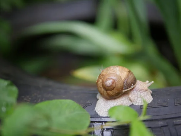 Caracol Uva Arrastra Caracol Está Mirando Cuernos Caracol Caracol Arrastra —  Fotos de Stock