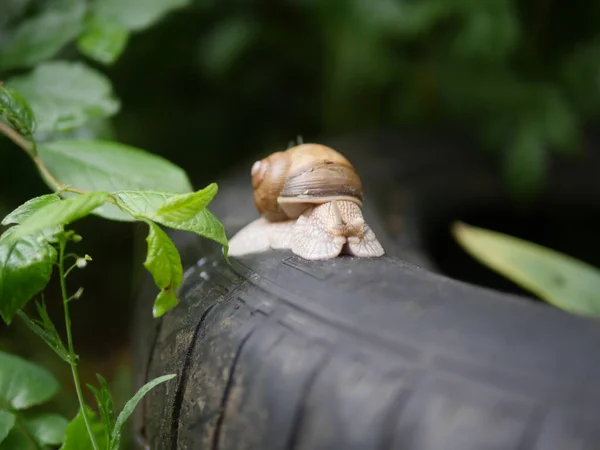 The grape snail creeps. snail is looking. Snail horns. A snail crawls on a tire, next to a green bush