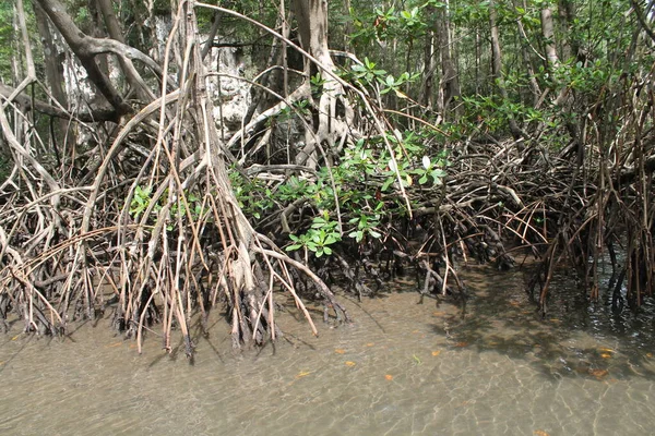 Dominicana Cultuur Van Dominicaanse Republiek Bezienswaardigheden Natuur Van Dominicaanse Republiek — Stockfoto