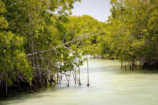 Dominicana Cultuur Van Dominicaanse Republiek Bezienswaardigheden Natuur Van Dominicaanse Republiek — Stockfoto