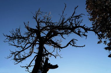 Rusya 'nın Kış Ağaçları Dağları Karlı Yol Ağaçları Nehir Ağaçları