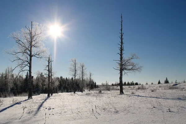 Hiver Russie Arbres Forestiers Montagnes Neige Cold Path Creek Arbres — Photo
