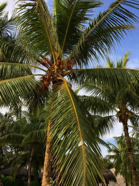 Maldives. The beauty of the Maldives Islands. Nature of the Maldives.