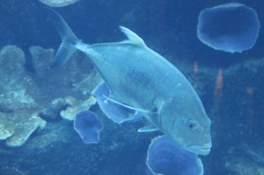 Birleşik Arap Emirlikleri. BAE 'nin kültürü. BAE 'nin cazibesi ve doğası.