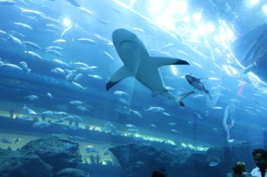 Birleşik Arap Emirlikleri. BAE 'nin kültürü. BAE 'nin cazibesi ve doğası.