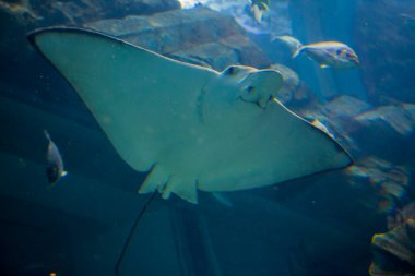 Birleşik Arap Emirlikleri. BAE 'nin kültürü. BAE 'nin cazibesi ve doğası.