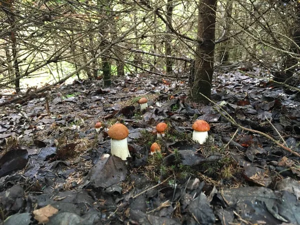 森林里的蘑菇 有机污染物 — 图库照片