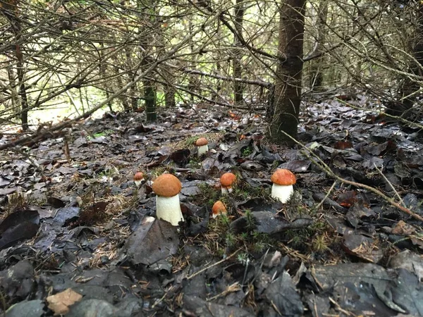 Paddenstoelen Het Bos Biologisch — Stockfoto