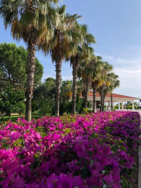 Hindi. Türk Kültürü. Türkiye 'nin manzarası ve doğası. Deniz. Güneşi. Avuçlar. Kumsal. Otel.