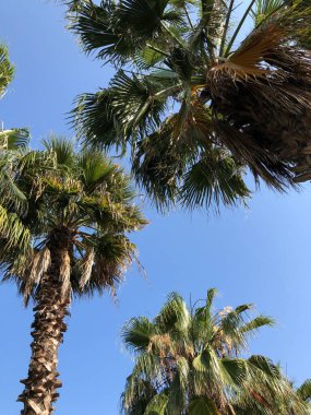 Hindi. Türk Kültürü. Türkiye 'nin manzarası ve doğası. Deniz. Güneşi. Avuçlar. Kumsal. Otel.