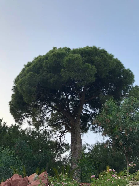 Turquie Culture Turque Visites Nature Turquie Mer Soleil Les Paumes — Photo