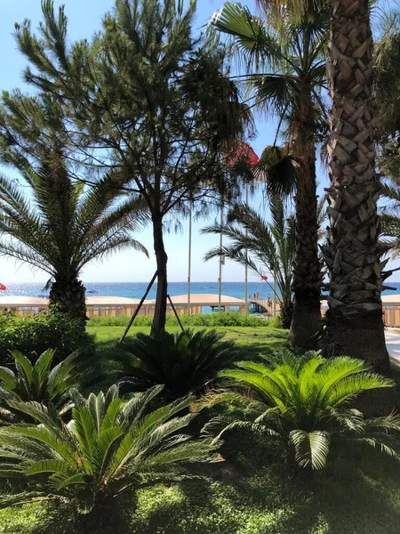 Turkiet Turkisk Kultur Sevärdheter Och Natur Turkiet Havet Solen Handflator — Stockfoto