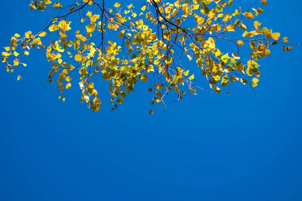 Ramas Abedul Con Hojas Amarillas Cielo Azul — Foto de Stock