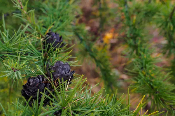 Yeşil Larch Üzerinde Kahverengi Koniler — Stok fotoğraf