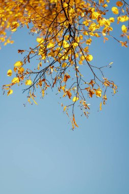 Linden dalları güneşli bir mavi gökyüzüne karşı sonbaharda sarı. Uzay metne kopyalama