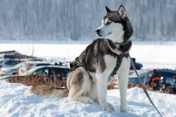 Hund Siberian Husky Sidder Sneen - Stock-foto