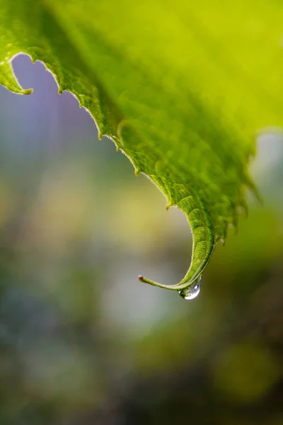 Clear drop of water on a vine leaf