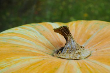 Soyut bir kabak arka plan dokulu. Turuncu kabak doku.