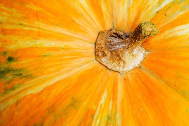 Soyut bir kabak arka plan dokulu. Turuncu kabak doku.