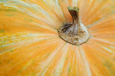 Soyut bir kabak arka plan dokulu. Turuncu kabak doku.