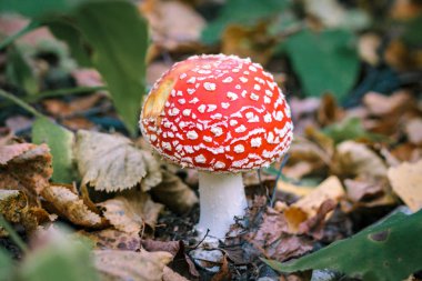 Bir küçük sinek agaric, zehirli mantar büyümek yere Sonbahar sezonunda