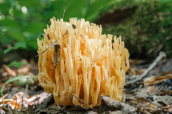 Ramaria Flava Желтый Коралловый Гриб Растущий Лесу — стоковое фото