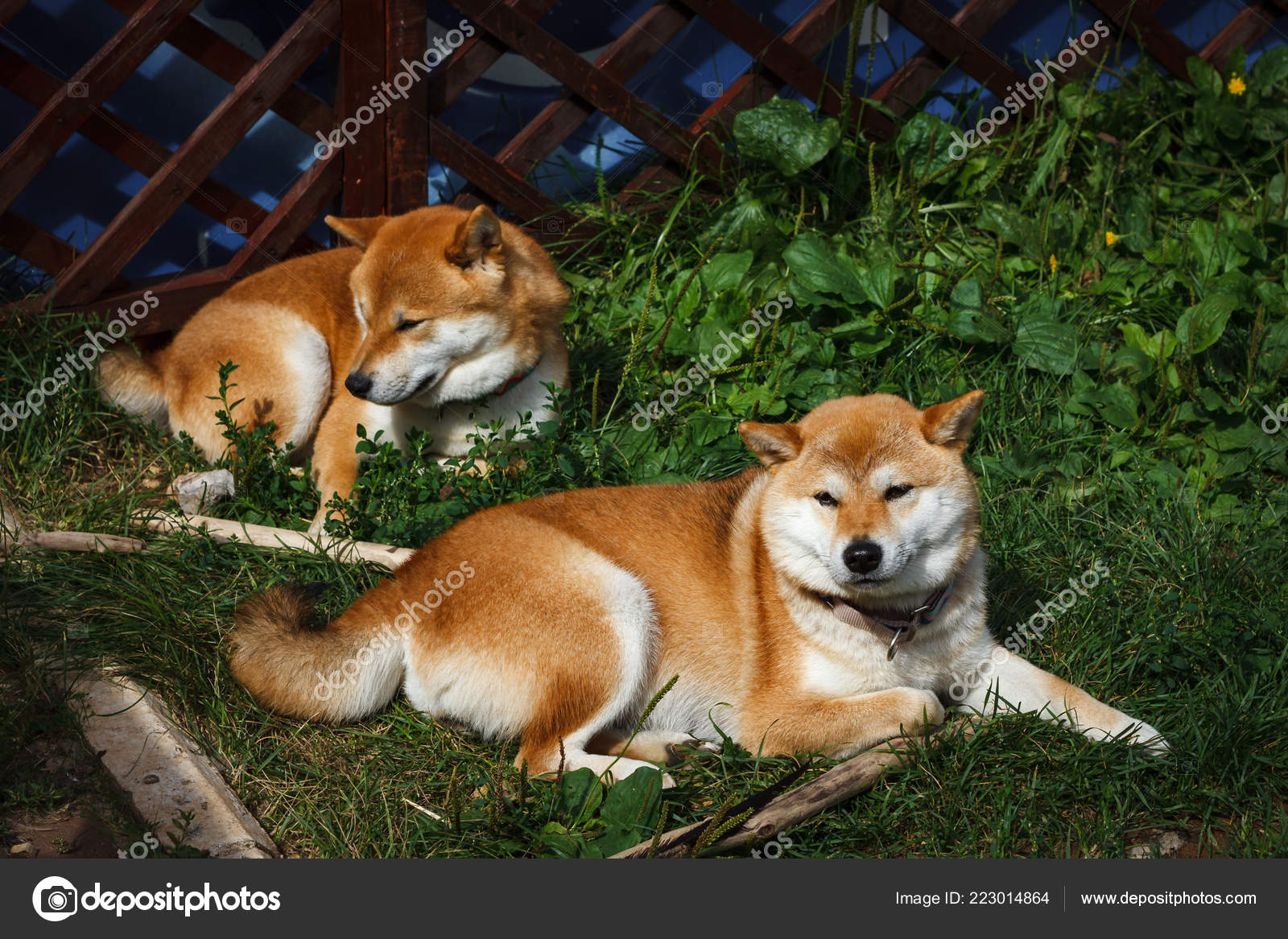 Pictures Japanese Dogs Two Japanese Dogs Shiba Inu Breed