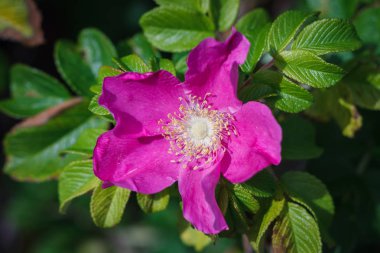 Rosa majalis, yeşil yaprakları ile bir güneşli yaz gününde Kuşburnu çiçek yetişir