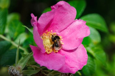 Bumblebee, yabani gül çiçek bee. Rosa majalis, yeşil yaprakları ile bir güneşli yaz gününde Kuşburnu çiçek yetişir