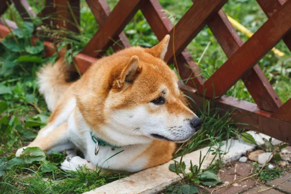 Perro Japonés Raza Shiba Inu Acostado Hierba Verde Día Soleado — Foto de Stock