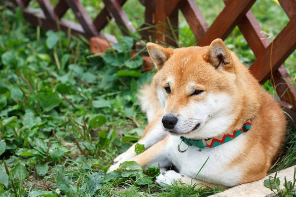 Japansk Hund Shiba Inu Race Liggende Det Grønne Græs Solrig - Stock-foto
