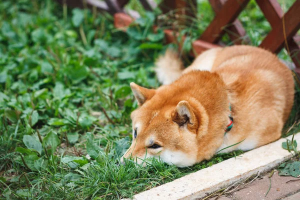 芝の日当たりの良い夏の日に緑の芝生に横になっている犬の品種の日本の犬 日本の小さなサイズの犬芝健残りの草 — ストック写真