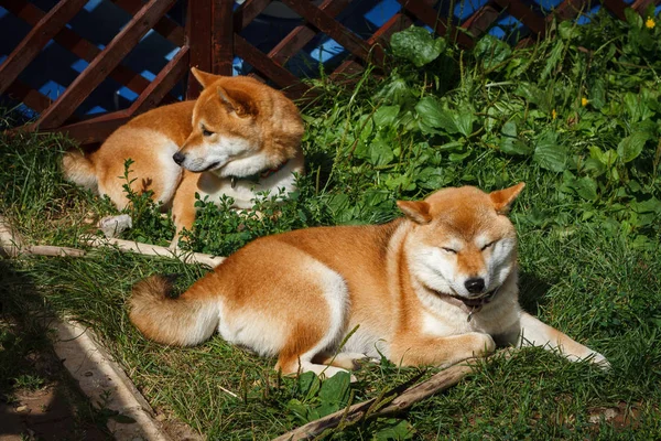 Dos Perros Japoneses Raza Shiba Inu Que Yacen Sobre Hierba — Foto de Stock