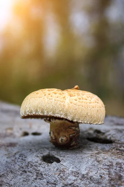 Beautiful mushroom grows on a log, tree in a sunny autumn forest. Neolentinus lepideus