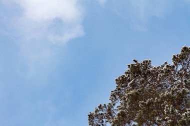 Kabarık kar mavi gökyüzü arka plan üzerinde çam ağacı dalları. Ücretsiz metin yere